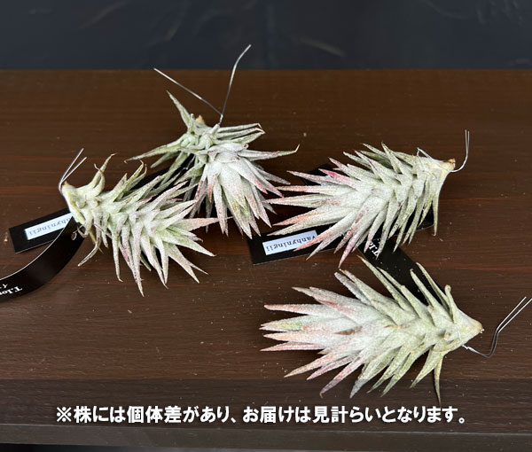 チランジア:イオナンタ・ヴァンハイニンギー