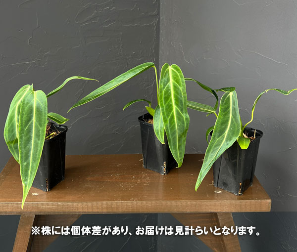 アンスリウム：ワロクアナム　3号ポット