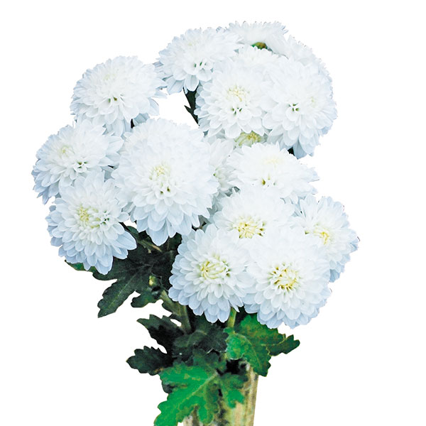 手間なし菊苗:8月咲き小菊:白花(白馬)4号ポット
