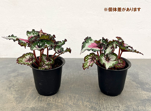 レックスベゴニア:パープルブラッシュ4号ポット