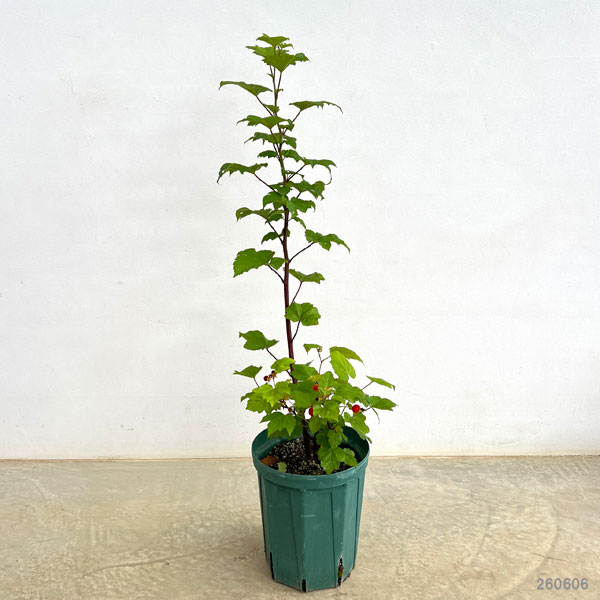 ラズベリー:レッドドリーム8号鉢植え