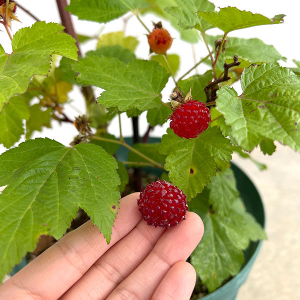 ラズベリー:レッドドリーム8号鉢植え
