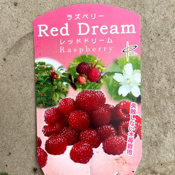 ラズベリー:レッドドリーム8号鉢植え