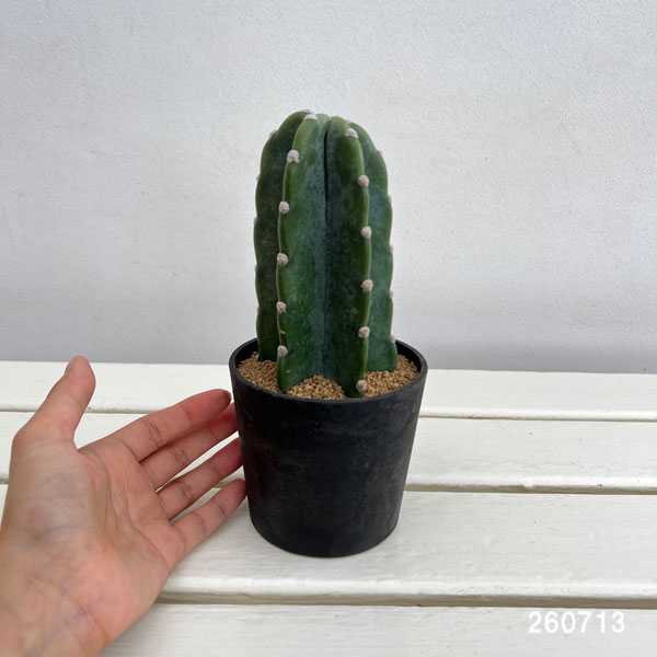 サボテン:ハシラサボテン キメンカク 3.5号鉢植え