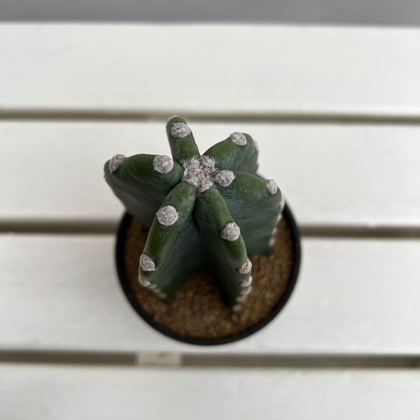 サボテン:ハシラサボテン キメンカク 3.5号鉢植え