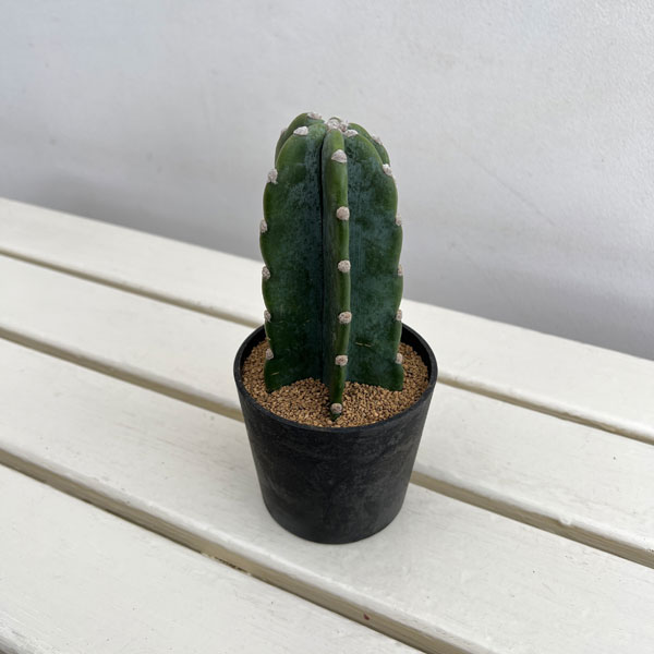 サボテン:ハシラサボテン キメンカク 3.5号鉢植え