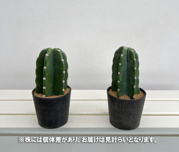 サボテン:ハシラサボテン キメンカク 3.5号鉢植え