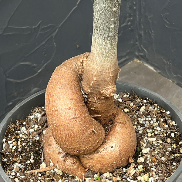 バオバブ:ディギタータ(実生株) 7号鉢植え26-01