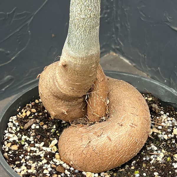 バオバブ:ディギタータ(実生株) 7号鉢植え26-02