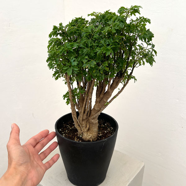 ポリシャス：パセリ　5号鉢植え