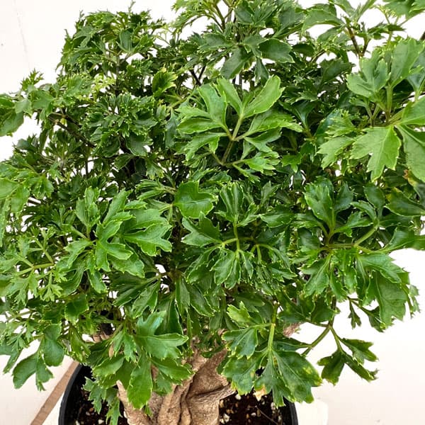 ポリシャス：パセリ　5号鉢植え