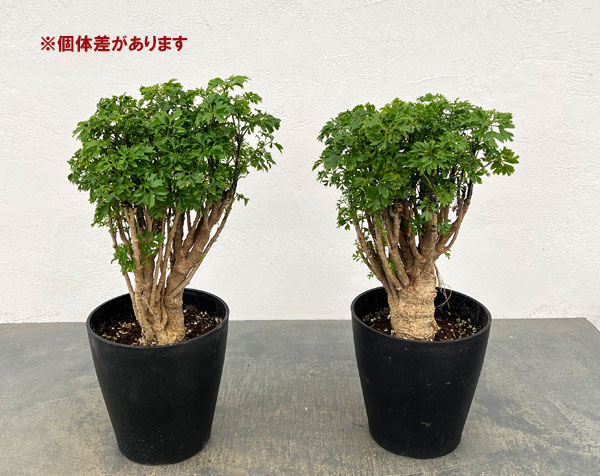 ポリシャス：パセリ　5号鉢植え