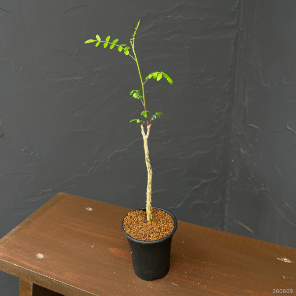 コミフォラ:sp.2 Romy 2.5号鉢植え