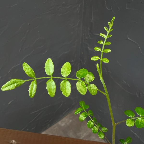 コミフォラ:sp.2 Romy 2.5号鉢植え