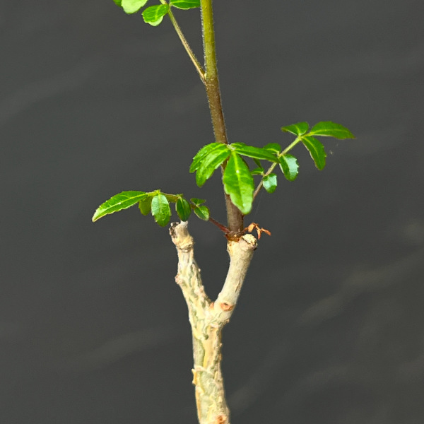 コミフォラ:sp.2 Romy 2.5号鉢植え