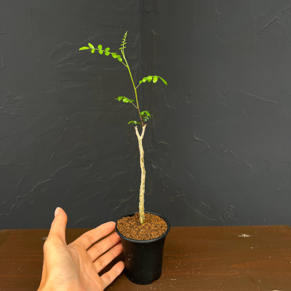 コミフォラ:sp.2 Romy 2.5号鉢植え