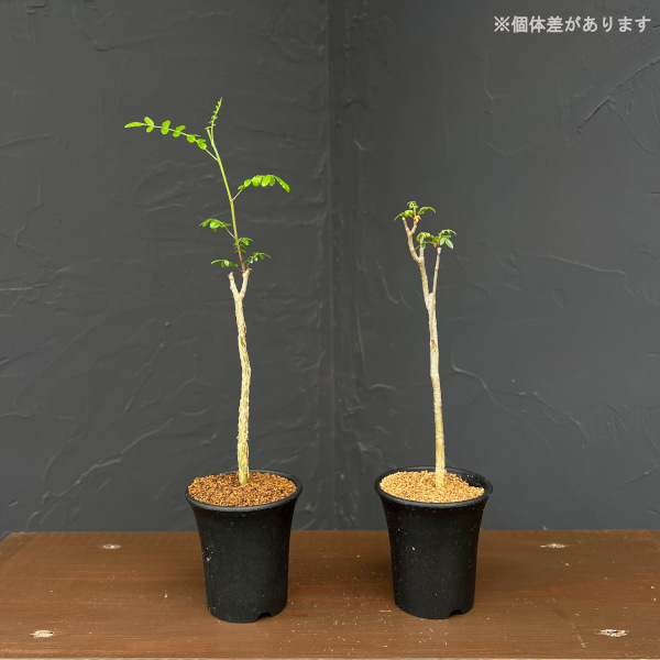 コミフォラ:sp.2 Romy 2.5号鉢植え