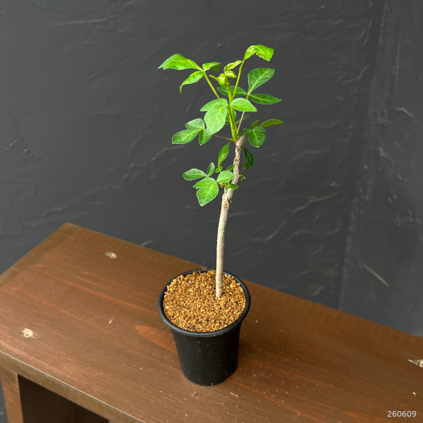 コミフォラ:sp. Yulu(Mutha) 2.5号鉢植え