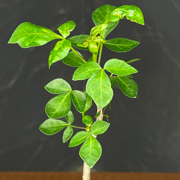 コミフォラ:sp. Yulu(Mutha) 2.5号鉢植え