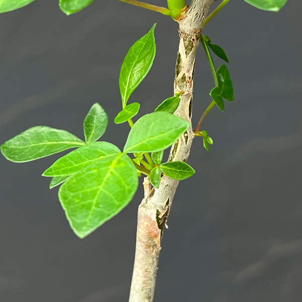 コミフォラ:sp. Yulu(Mutha) 2.5号鉢植え