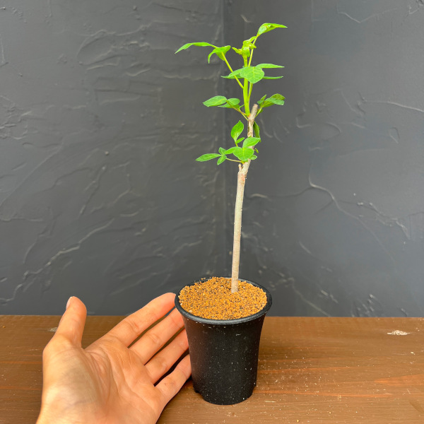 コミフォラ:sp. Yulu(Mutha) 2.5号鉢植え