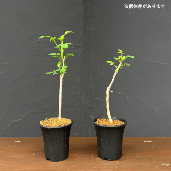コミフォラ:sp. Yulu(Mutha) 2.5号鉢植え