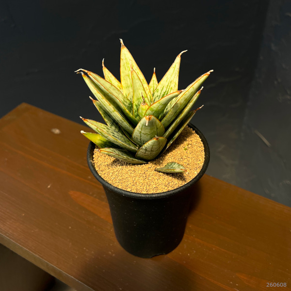 サンセベリア:マルガリータ 3.5号鉢植え