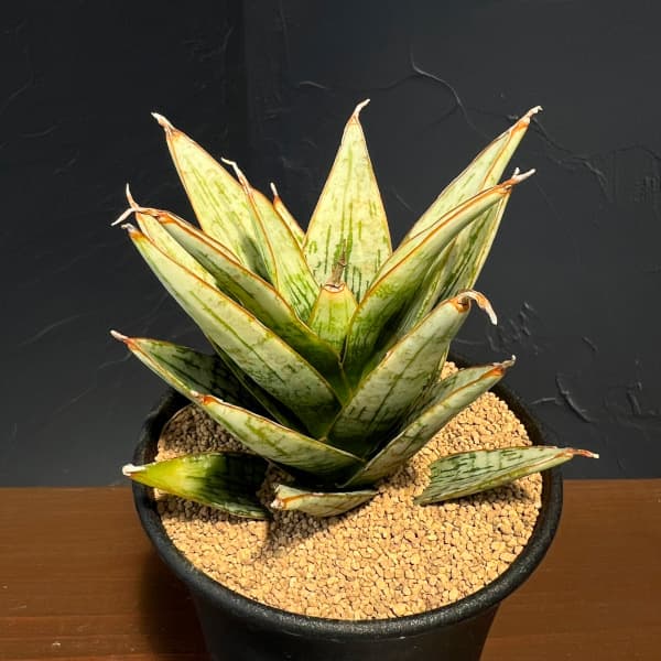 サンセベリア:マルガリータ 3.5号鉢植え