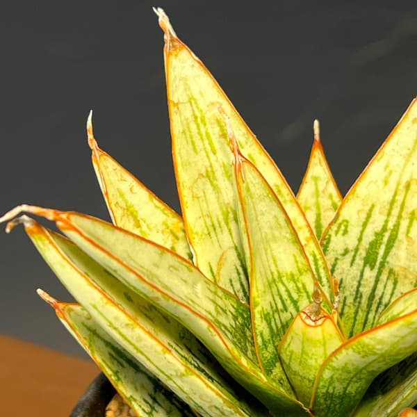 サンセベリア:マルガリータ 3.5号鉢植え