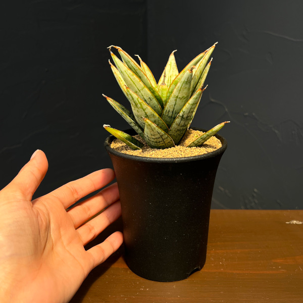 サンセベリア:マルガリータ 3.5号鉢植え