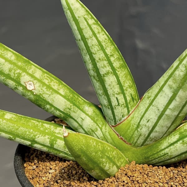 サンセベリア:ファットマン 3.5号鉢植え