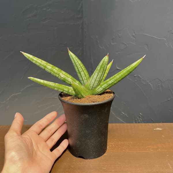 サンセベリア:ファットマン 3.5号鉢植え