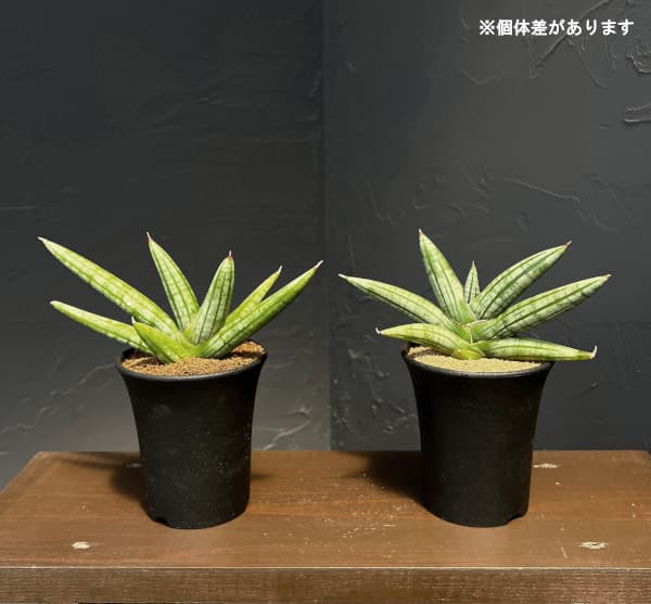 サンセベリア:ファットマン 3.5号鉢植え