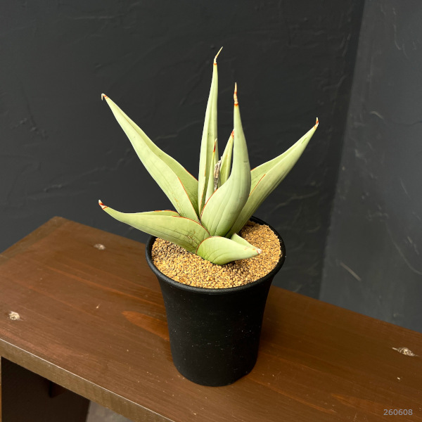 サンセベリア:チャニン 3.5号鉢植え
