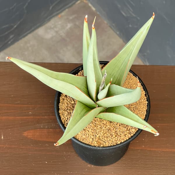 サンセベリア:チャニン 3.5号鉢植え