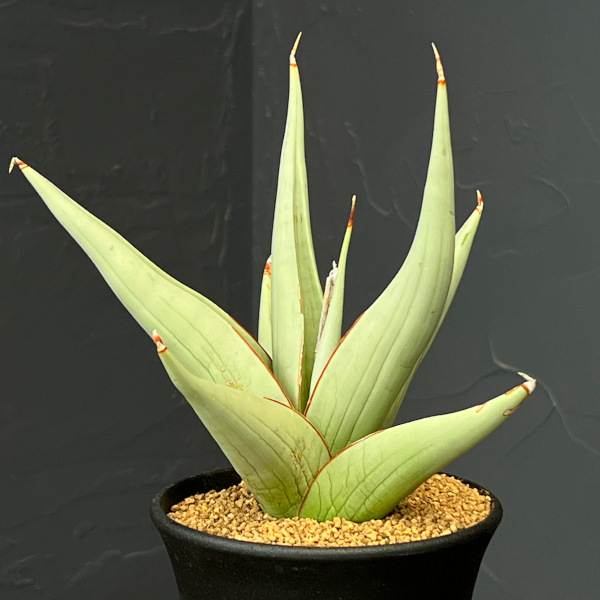 サンセベリア:チャニン 3.5号鉢植え