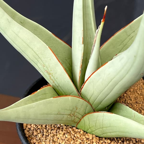 サンセベリア:チャニン 3.5号鉢植え