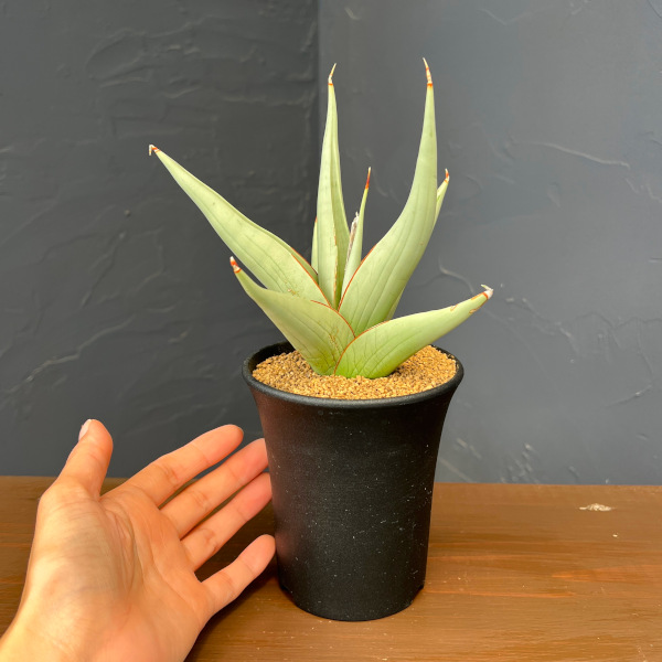 サンセベリア:チャニン 3.5号鉢植え