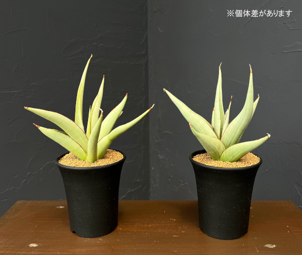 サンセベリア:チャニン 3.5号鉢植え