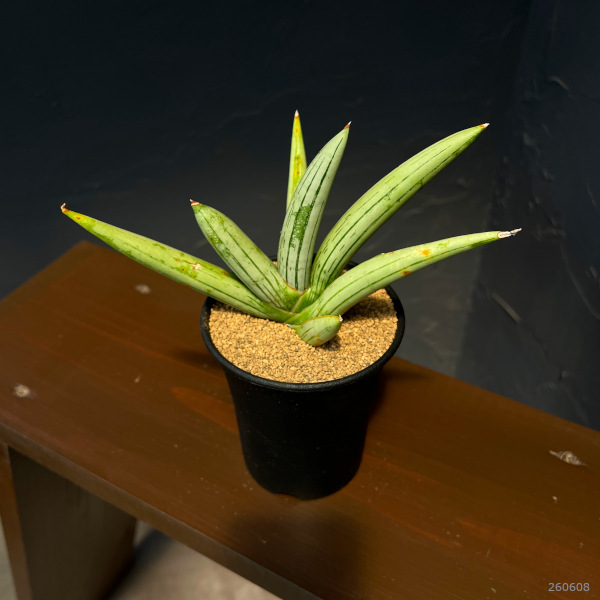 サンセベリア:アイスマン(Ice Man) 3.5号鉢植え