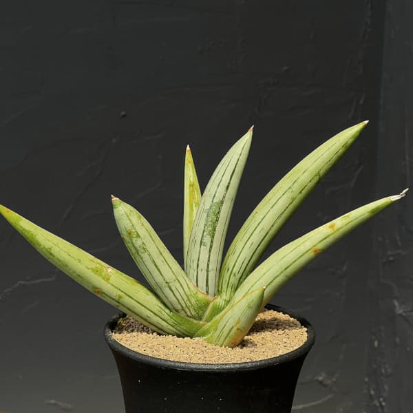 サンセベリア:アイスマン(Ice Man) 3.5号鉢植え