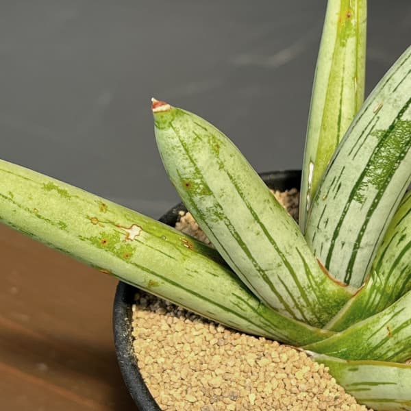 サンセベリア:アイスマン(Ice Man) 3.5号鉢植え