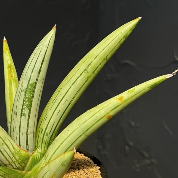 サンセベリア:アイスマン(Ice Man) 3.5号鉢植え