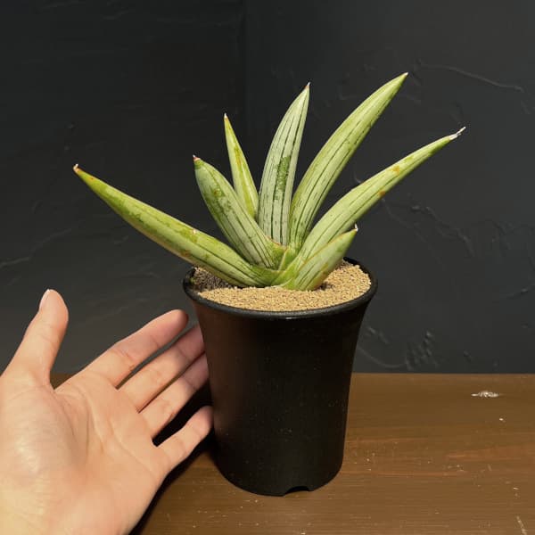 サンセベリア:アイスマン(Ice Man) 3.5号鉢植え