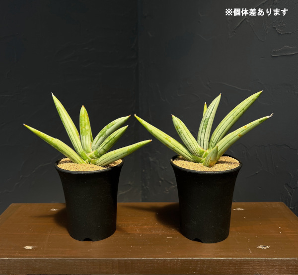 サンセベリア:アイスマン(Ice Man) 3.5号鉢植え