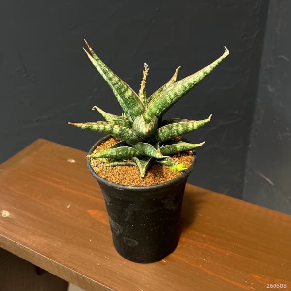 サンセベリア:プラブ 3.5号鉢植え