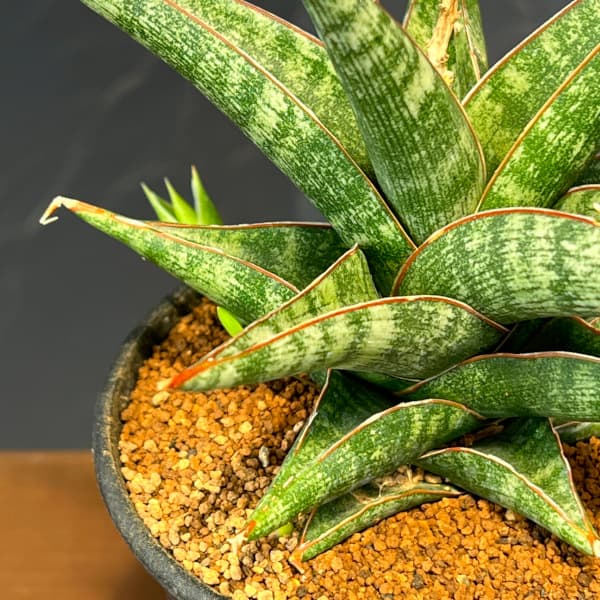 サンセベリア:プラブ 3.5号鉢植え
