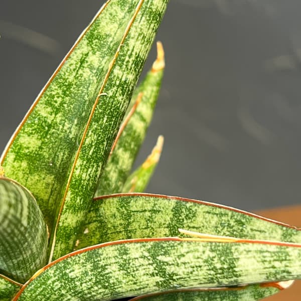 サンセベリア:プラブ 3.5号鉢植え
