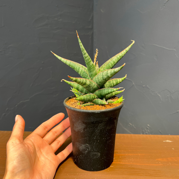 サンセベリア:プラブ 3.5号鉢植え