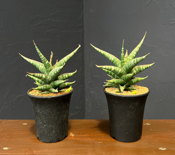 サンセベリア:プラブ 3.5号鉢植え